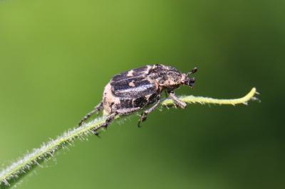 <i>Valgus hemipterus</i>