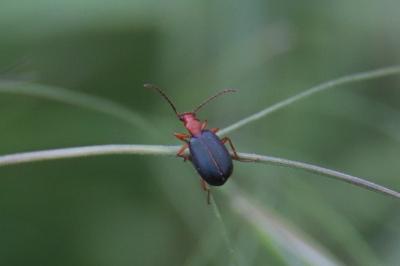 <i>Brachinus</i>