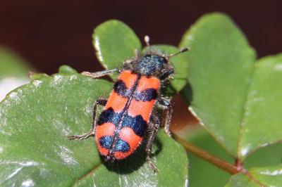 <i>Trichodes alvearius</i>