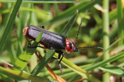 <i>Cantharis rustica</i>