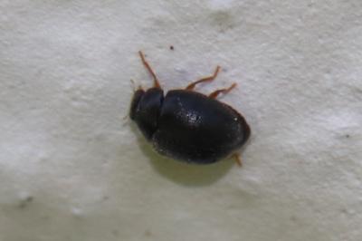 <i>Scymnus</i>
