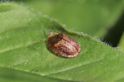 <i>Hypocassida</i>