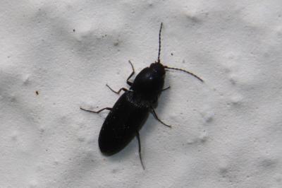 <i>Cardiophorus</i>