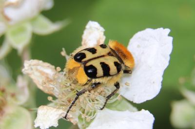 <i>Trichius gallicus</i>