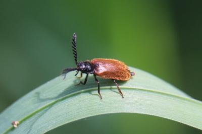 <i>Drilus flavescens</i>