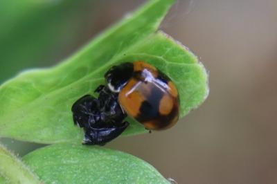 <i>Adalia bipunctata</i>
