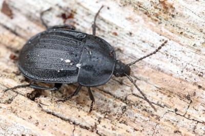 <i>Phosphuga atrata</i>