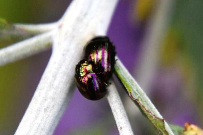 <i>Chrysolina americana</i>