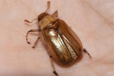 <i>Rhizotrogus marginipes</i>