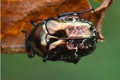 <i>Potosia cuprea</i>