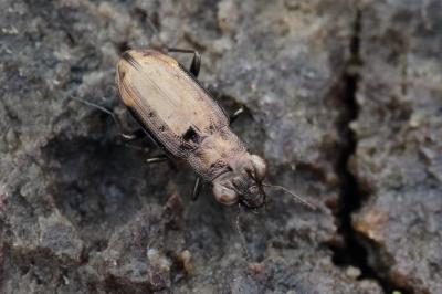 <i>Notiophilus quadripunctatus</i>