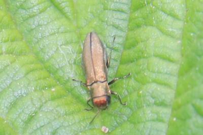 <i>Agrilus</i>