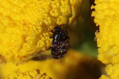 <i>Trogoderma</i>