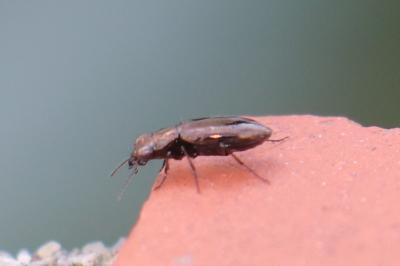 <i>Notiophilus</i>