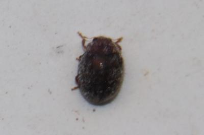 <i>Rhyzobius lophanthae</i>