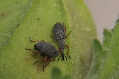 <i>Rhopalapion longirostre</i>