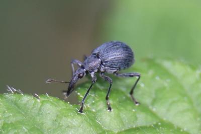 <i>Oxystoma</i>