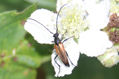 <i>Stenurella</i>