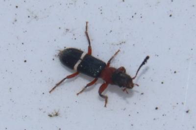 <i>Paratillus carus</i>