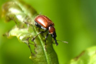 <i>Lasiorhynchites caeruleocephalus</i>