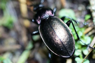 <i>Carabus nemoralis</i>