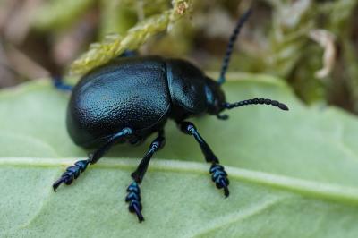 <i>Timarcha goettingensis</i>
