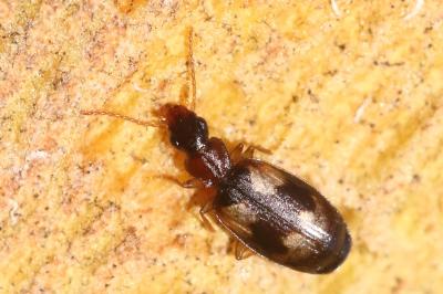 <i>Calodromius bifasciatus</i>