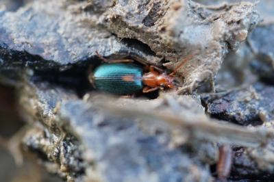 <i>Brachinus sclopeta</i>