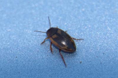 <i>Hydroporus palustris</i>