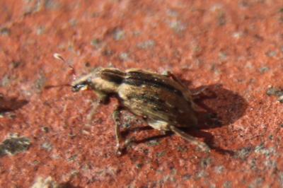 <i>Hypera</i>