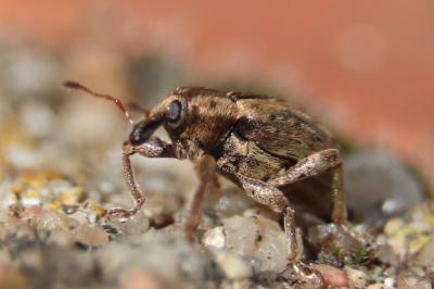 <i>Hypera</i>