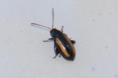 <i>Phyllotreta vittula</i>