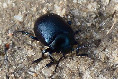 <i>Chrysolina fuliginosa</i>