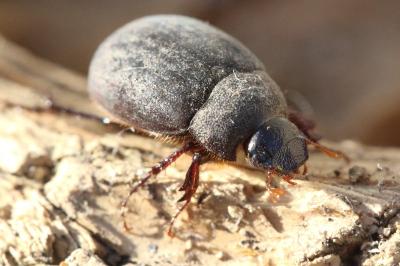 <i>Maladera holosericea</i>