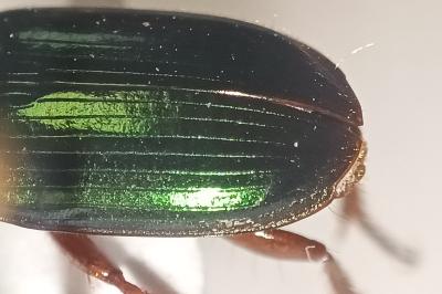 <i>Harpalus affinis</i>