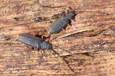 <i>Uleiota planatus</i>