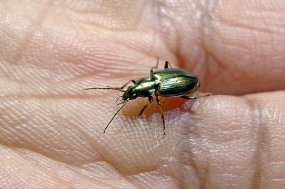 <i>Agonum marginatum</i>
