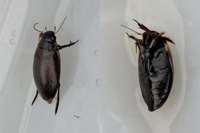 <i>Colymbetes fuscus</i>