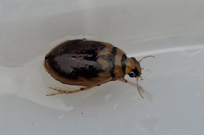 <i>Hygrobia hermanni</i>
