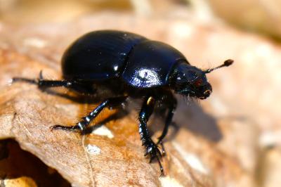 <i>Anoplotrupes stercorosus</i>