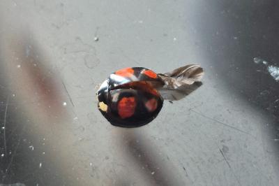 <i>Harmonia axyridis</i>