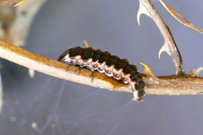 <i>Lampyris</i>