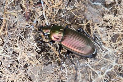 <i>Poecilus</i>