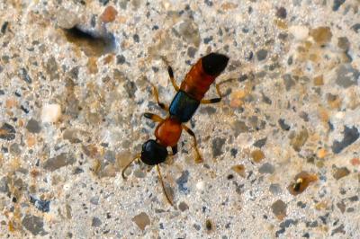 <i>Paederus littoralis</i>