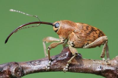 <i>Curculio glandium</i>