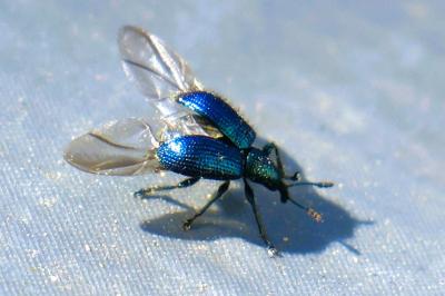 <i>Involvulus caeruleus</i>
