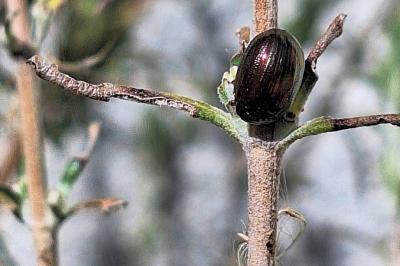 <i>Chrysolina americana</i>