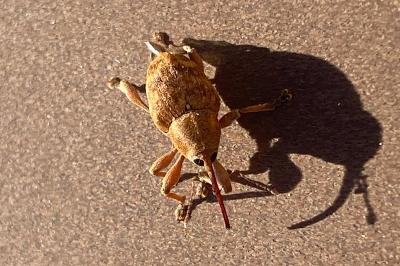 <i>Curculio</i>