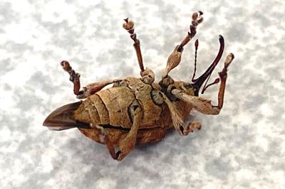 <i>Curculio</i>