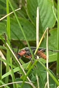 <i>Cantharis rustica</i>